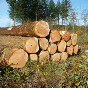 Bois de grume – Douglas