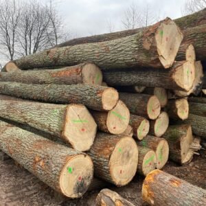 Hêtre en grume – Camion de 25 stères