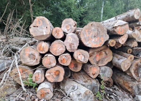 Bois de grume – Sapin blanc