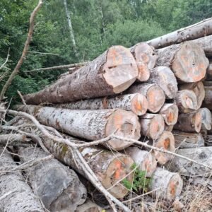 Bois de grume – Sapin blanc